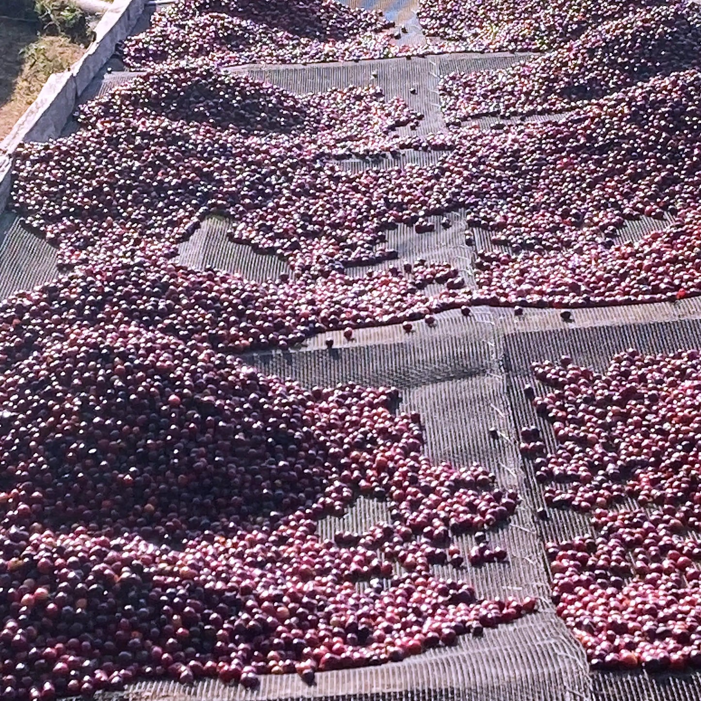 Ngila Estate SL28 - Tanzania