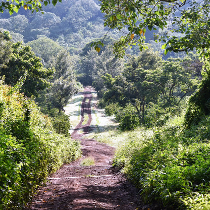 Ngila Estate Gesha - Tanzania